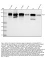 Anti-Integrin beta 1 ITGB1 Rabbit Monoclonal Antibody