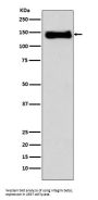Anti-Integrin beta 1 ITGB1 Rabbit Monoclonal Antibody