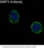 Anti-MMP3 Rabbit Monoclonal Antibody