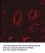 Anti-LAMP1 Monoclonal Antibody