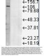 Anti-LAMP1 Monoclonal Antibody