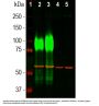 Anti-Lysosomal Associated Membrane Protein 1 (LAMP1) Monoclonal Antibody
