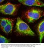 Anti-Lysosomal Associated Membrane Protein 1 (LAMP1) Monoclonal Antibody