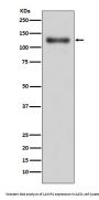 Anti-LAMP1/Cd107A Rabbit Monoclonal Antibody