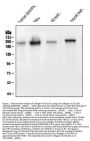 Anti-Collagen III/COL3A1 Antibody Picoband® (monoclonal, 9H9)