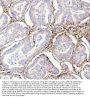 Anti-Collagen III/COL3A1 Antibody Picoband® (monoclonal, 9H9)