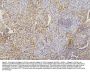 Anti-Collagen III/COL3A1 Antibody Picoband® (monoclonal, 9H9)