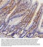 Anti-Collagen III/COL3A1 Antibody Picoband® (monoclonal, 9H9)