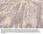 Anti-Collagen III/COL3A1 Antibody Picoband® (monoclonal, 9H9)