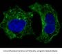 Anti-GSK3 beta Rabbit Monoclonal Antibody