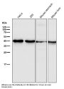 Anti-GSK3 beta Rabbit Monoclonal Antibody