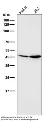Anti-GSK3 beta Rabbit Monoclonal Antibody