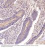 Anti-GSK3 beta Rabbit Monoclonal Antibody