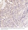 Anti-GSK3 beta Rabbit Monoclonal Antibody