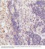 Anti-GSK3 beta Rabbit Monoclonal Antibody