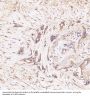 Anti-GSK3 beta Rabbit Monoclonal Antibody