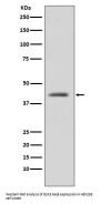 Anti-GSK3 beta Rabbit Monoclonal Antibody