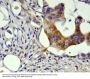 Anti-GSK3 beta Rabbit Monoclonal Antibody