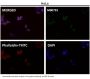 Anti-GSK3 beta Rabbit Monoclonal Antibody