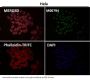 Anti-CDK9 Rabbit Monoclonal Antibody
