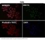 Anti-CDK9 Rabbit Monoclonal Antibody