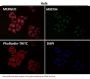 Anti-CDK9 Rabbit Monoclonal Antibody