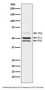 Anti-SHC Monoclonal Antibody