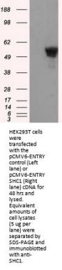 Anti-SHC (SHC1) Mouse Monoclonal Antibody [Clone ID: OTI3A1]