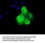 Anti-SHC (SHC1) Mouse Monoclonal Antibody [Clone ID: OTI3A1]