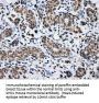 Anti-SHC (SHC1) Mouse Monoclonal Antibody [Clone ID: OTI3A1]