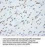 Anti-SHC (SHC1) Mouse Monoclonal Antibody [Clone ID: OTI3A1]