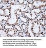 Anti-SHC (SHC1) Mouse Monoclonal Antibody [Clone ID: OTI3A1]