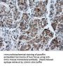 Anti-SHC (SHC1) Mouse Monoclonal Antibody [Clone ID: OTI3A1]