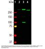 Anti-Nestin Monoclonal Antibody