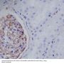 Anti-Nestin Rabbit Monoclonal Antibody