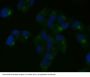 Anti-Nestin Rabbit Monoclonal Antibody