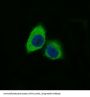 Anti-Nestin Rabbit Monoclonal Antibody