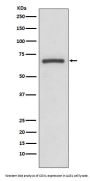 Anti-COX1 PTGS1 Rabbit Monoclonal Antibody