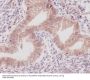 Anti-COX1 PTGS1 Rabbit Monoclonal Antibody