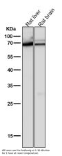 Anti-COX1 PTGS1 Rabbit Monoclonal Antibody