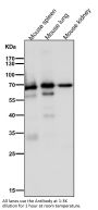Anti-COX1 PTGS1 Rabbit Monoclonal Antibody