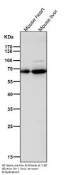 Anti-COX1 PTGS1 Rabbit Monoclonal Antibody