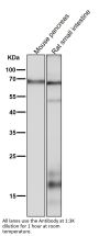 Anti-COX1 PTGS1 Rabbit Monoclonal Antibody