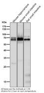 Anti-COX1 PTGS1 Rabbit Monoclonal Antibody
