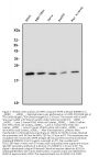 Anti-DHFR Antibody Picoband® (monoclonal, 3C8)