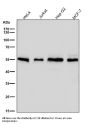 Anti-Apg12(Atg12) Rabbit Monoclonal Antibody