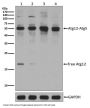 Anti-Apg12(Atg12) Rabbit Monoclonal Antibody