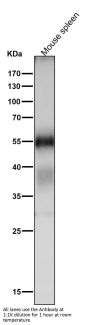 Anti-Apg12 (Atg12) Rabbit Monoclonal Antibody