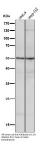 Anti-Apg12 (Atg12) Rabbit Monoclonal Antibody