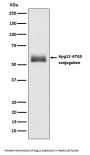Anti-Apg12 (Atg12) Rabbit Monoclonal Antibody